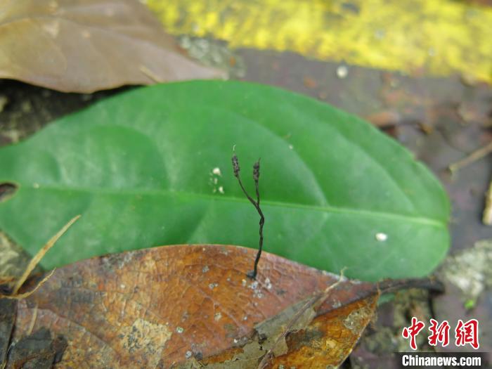 海南热带雨林国家公园,真菌新物种 海南热带雨林国家公园,真菌新物种
