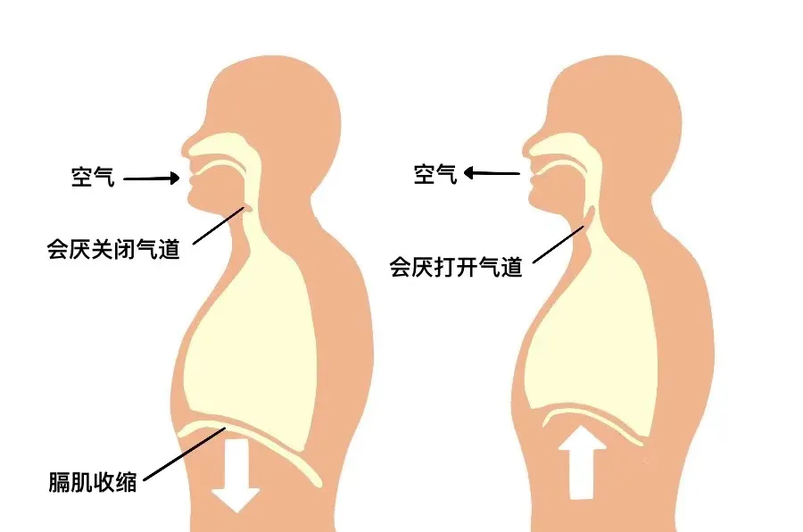 打嗝,什么是打嗝,膈肌 打嗝,什么是打嗝,膈肌