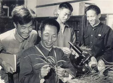 杂交水稻,海水稻,禾下乘凉梦 杂交水稻,海水稻,禾下乘凉梦
