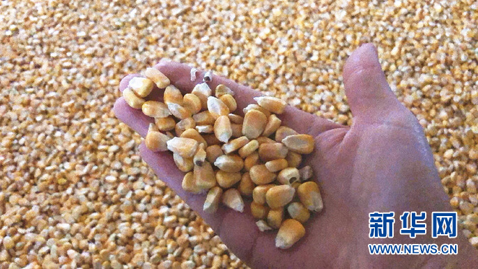 人工合成淀粉,什么是人工合成淀粉,人工合成淀粉的实验过程 人工合成淀粉,什么是人工合成淀粉,人工合成淀粉的实验过程