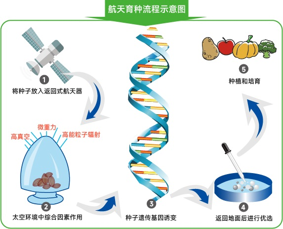 航天育种,航天育种流程示意图,航天育种安全吗 航天育种,航天育种流程示意图,航天育种安全吗